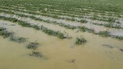 سیل افزون بر ۱۰۹ میلیارد ریال به کشاورزی و راههای تایباد خسارت زد