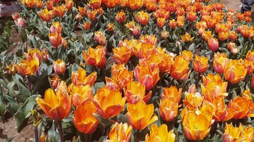 Festival des tulipes à Karaj près de Téhéran 