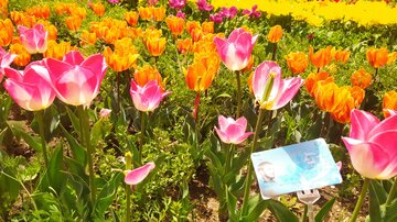 Festival des tulipes à Karaj près de Téhéran 