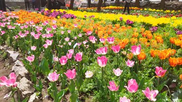 Festival des tulipes à Karaj près de Téhéran 