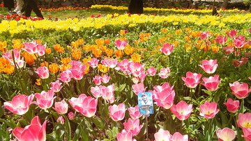 Festival des tulipes à Karaj près de Téhéran 