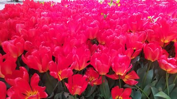 Festival des tulipes à Karaj près de Téhéran 