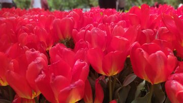 Festival des tulipes à Karaj près de Téhéran 