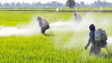 مدیرحفظ نباتات جهاد کشاورزی بوشهر: کشاورزان برای سمپاشی مزارع از پهپاد استفاده نکنند 