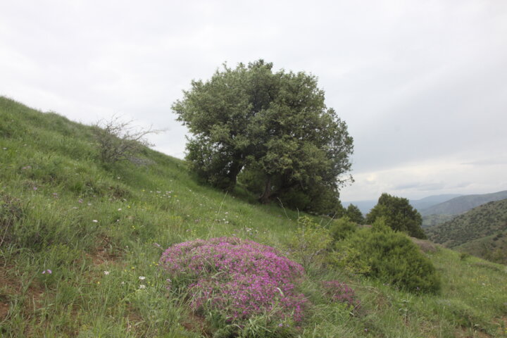 شرایط احیا، حفاظت و توسعه جنگلهای خراسانشمالی چگونه است؟