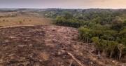 تراژدی محیط زیست؛ رکوردی تازه در جنگل‌زدایی آمازون