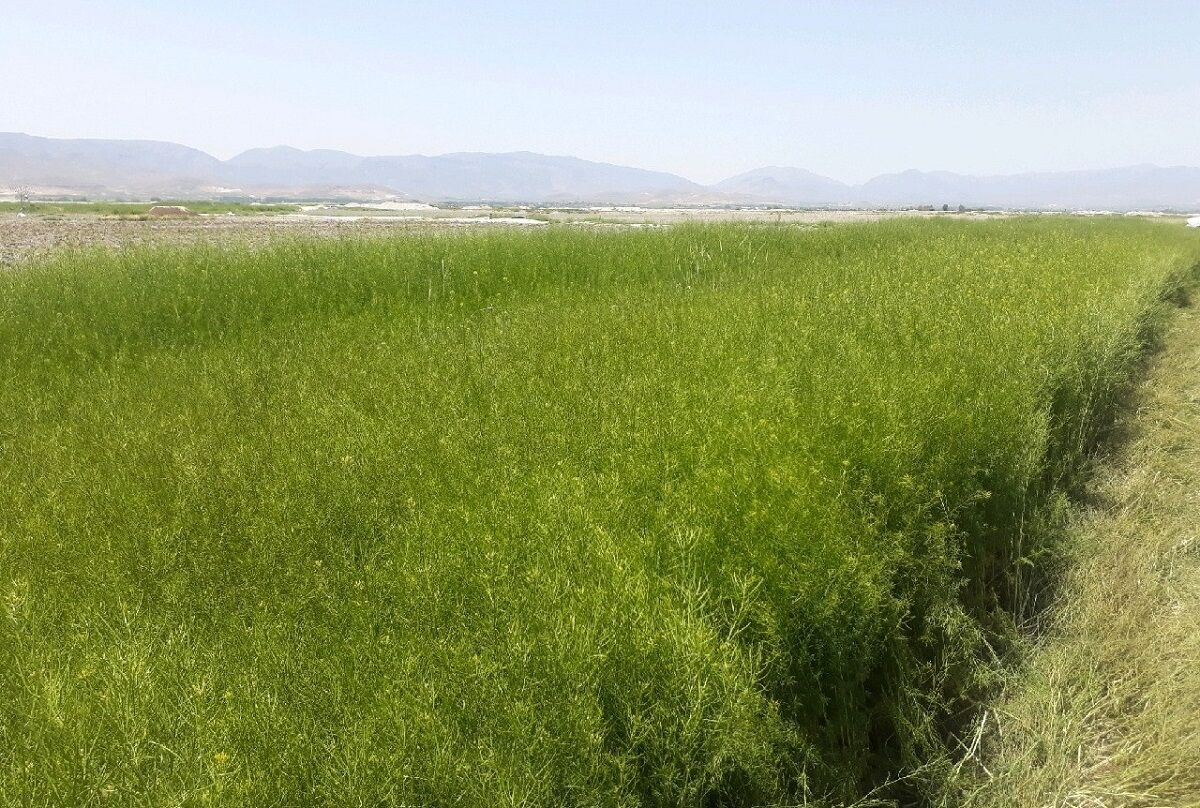 خاکشیر بشرویه به استانهای همجوار صادر میشود خاکشیر بشرویه به استانهای همجوار صادر میشود