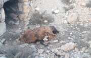  لاشه یک قلاده خرس قهوه‌ای در کوهرنگ پیدا شد 