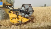 ۳۵ هزار تن گندم از کشاورزان شادگان خریداری شد