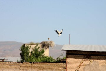 کپرجودکی روستای لک لک ها در بروجرد