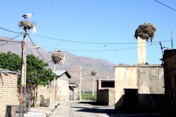 کپرجودکی روستای لک لک ها در بروجرد