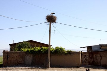 کپرجودکی روستای لک لک ها در بروجرد