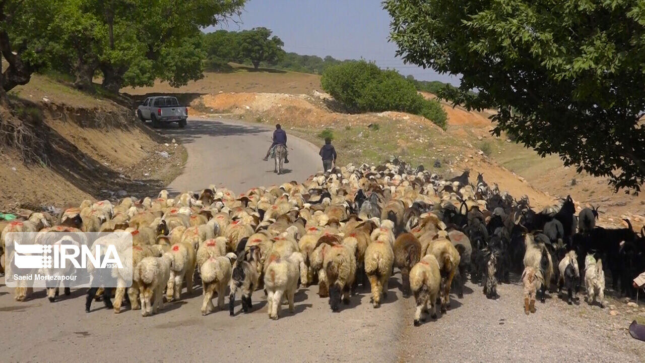 کوچ زودهنگام عشایر تهدیدی برای مراتع جنوب کرمان است