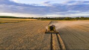 کاهش ۳۵ درصدی تولید محصولات کشاورزی در فرانسه 
