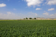 کشاورزان کردستانی روزهای پایانی هفته جاری سمپاشی نکنند
