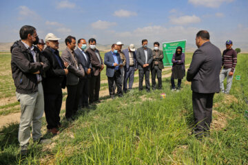 بازدید مجری طرح خودکفایی گندم وزارت جهاد کشاورزی از مزارع خراسان شمالی