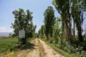 بازدید مجری طرح خودکفایی گندم وزارت جهاد کشاورزی از مزارع خراسان شمالی