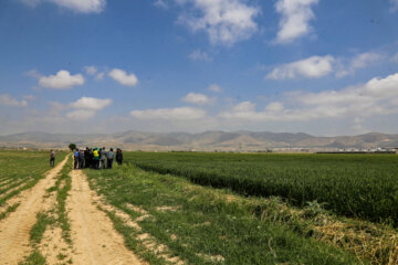 بازدید مجری طرح خودکفایی گندم وزارت جهاد کشاورزی از مزارع خراسان شمالی