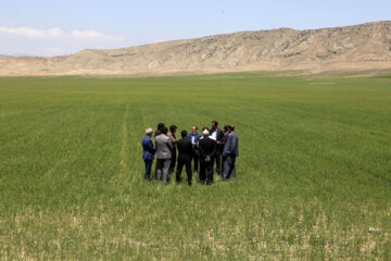 بازدید مجری طرح خودکفایی گندم وزارت جهاد کشاورزی از مزارع خراسان شمالی