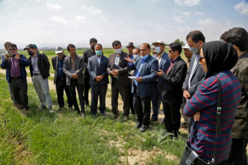 بازدید مجری طرح خودکفایی گندم وزارت جهاد کشاورزی از مزارع خراسان شمالی