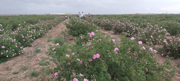 آنچه که از یک تور گردشگری دستگیر خبرنگاران البرز شد