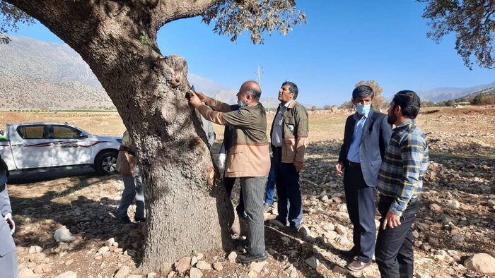 بیش از ۳ درصد از جنگلهای کهگیلویه و بویراحمد دچار آفت پروانه برگخوار سفید شد