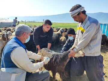 مایه‌کوبی رایگان دام‌ سنتی در گلستان علیه بیماری تب‌برفکی آغاز شد