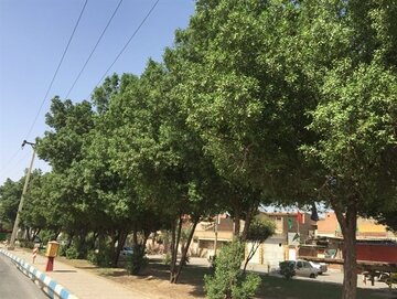 ۶ گونه درخت برای جایگزینی کنوکارپوس‌ها در بوشهر انتخاب شد
