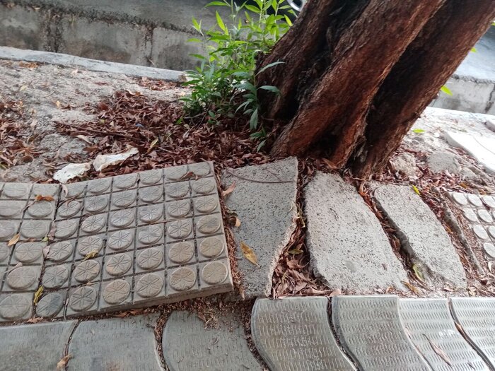 ۶ گونه درخت برای جایگزینی کنوکارپوسها در بوشهر انتخاب شد