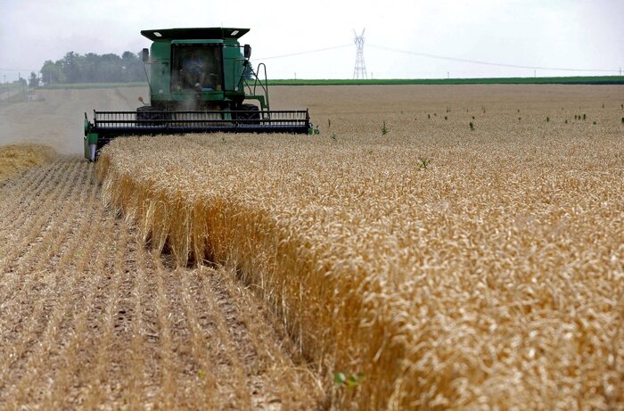 "جنگ گندم" و تلاش هند برای تبدیل به اولین کشور صادرکننده گندم در جهان