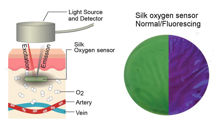 تولید حسگری از پروتئین ابریشم که اکسیژن خون را نشان می‌دهد