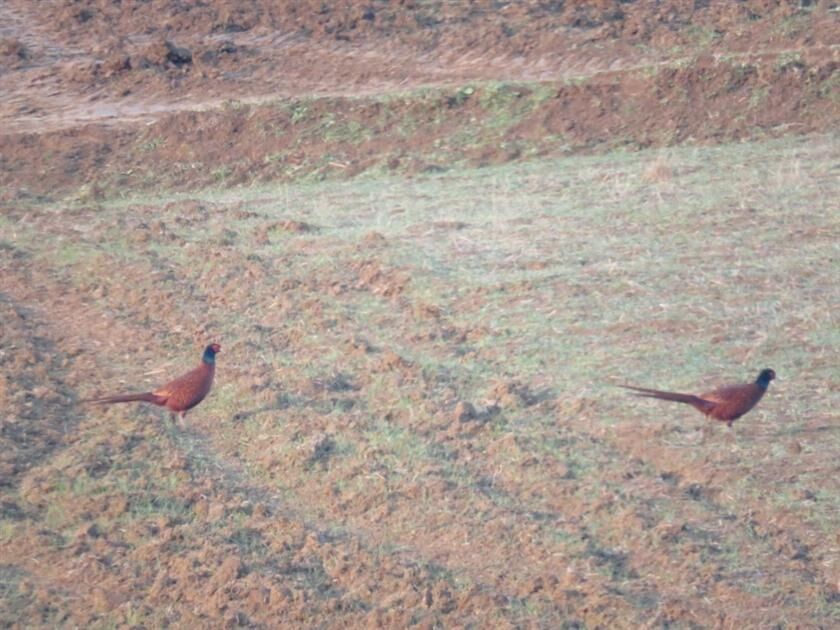 سرشماری بهاره قرقاول در زیستگاه‌ها و مناطق شکار ممنوع شمال اردبیل