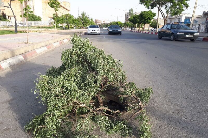 دام منهولها در سنندج دام منهولها در سنندج
