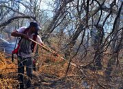 نهادها برای پیشگیری آتش‌سوزی در عرصه‌های طبیعی گلستان برنامه‌ریزی کنند