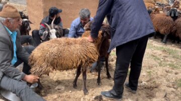 شیردوشان دیباج دامغان