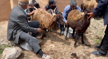 شیردوشان دیباج دامغان