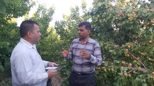 تولید زردآلو در ابرکوه ۵۰ درصد کاهش یافت