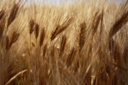 شبکه تعاون روستایی شاهرود ۵.۹ هزار تن گندم خریداری کرد