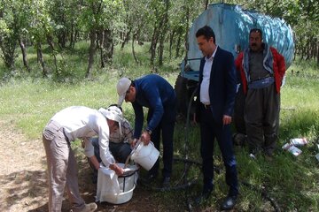 آفت جوانه خوار بلوط سروآباد