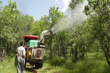 آفت جوانه خوار بلوط سروآباد