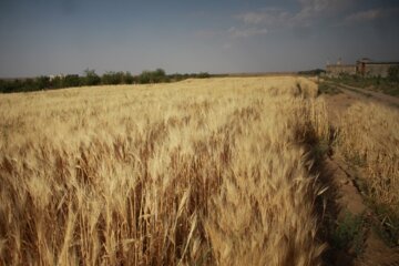 خوشه های طلایی قلات درمزارع سمنان