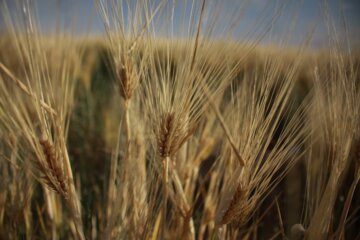 خوشه های طلایی قلات درمزارع سمنان