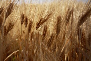 تولید گندم امسال در استان سمنان ۱۲۰ هزار تن برآورد شد