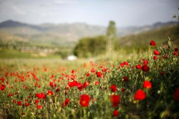 فراخوان پویش «روستای زیبای من» در هرمزگان منتشر شد