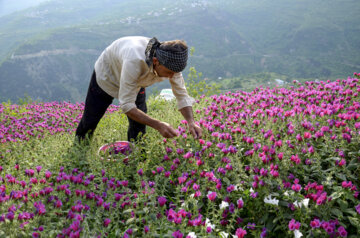 برداشت گل گاو زبان در روستای میلاش اشکور