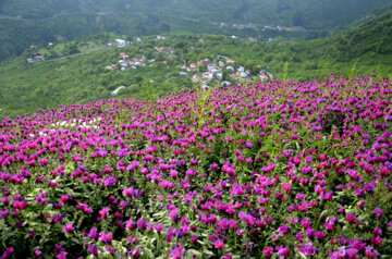 برداشت گل گاو زبان در روستای میلاش اشکور