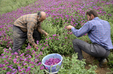 برداشت گل گاو زبان در روستای میلاش اشکور