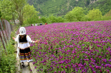 برداشت گل گاوزبان از باغستان‌های گیلان آغاز شد