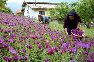 برداشت گل گاو زبان در روستای میلاش اشکور