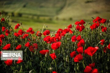 Poppy plain in Iran's Kordestan